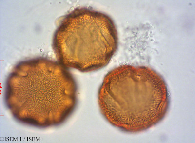 ISEM 1/Cyclanthera_cordifolia_29226/Cyclanthera_cordifolia_29226_0001(copy)_thumb.jpg